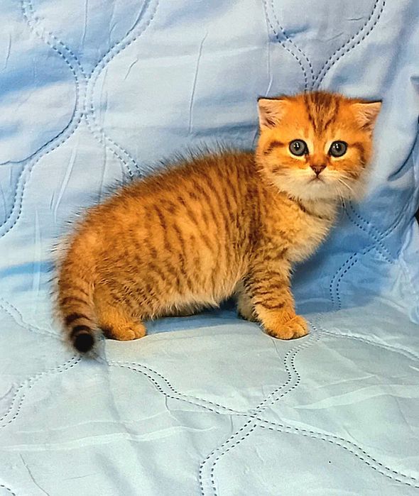 золота шиншила котики