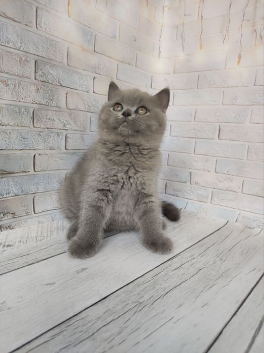 Шотландские котолапки