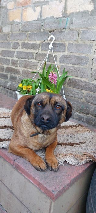 Собачка для охраны в добрые руки