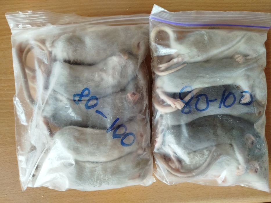 Крысы на корм. Кормовые крысы. Кормовые мыши. Бегунки. Заморозка