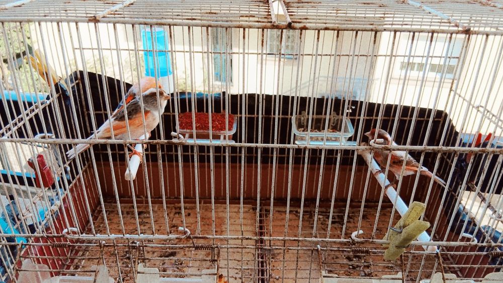 Venda Canários, arlequim, e Bronzes