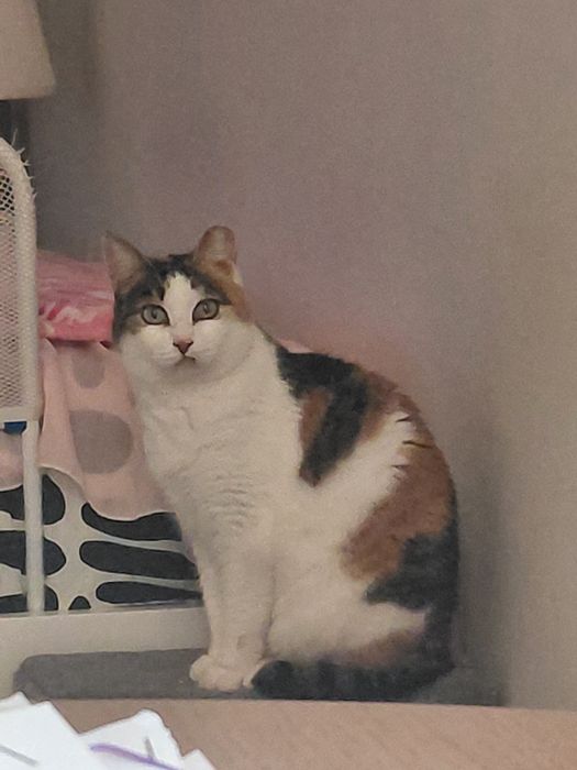 Sally- gatinha muito muito meiga para adoção