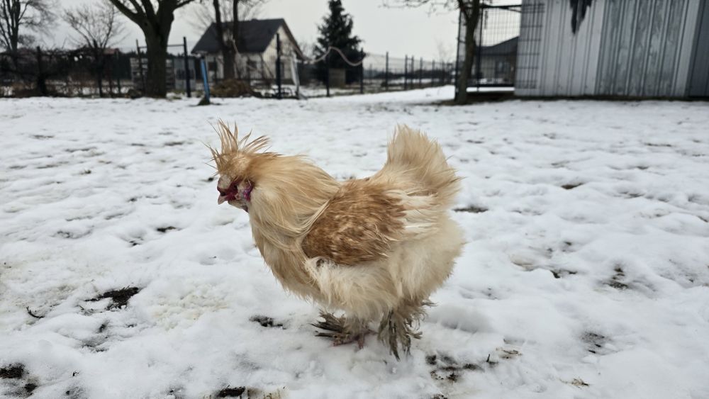 Slka jedbawista koguty