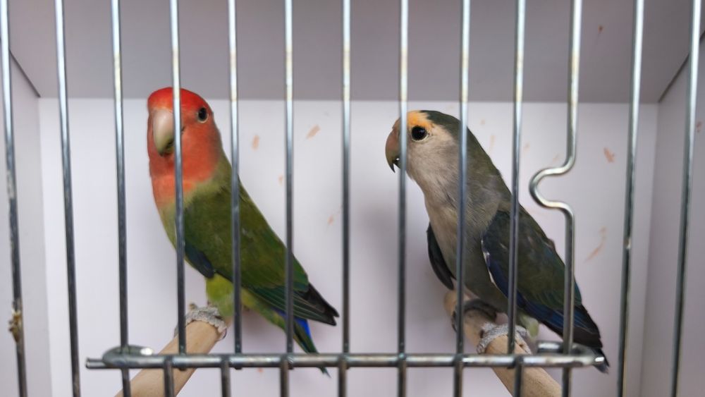 Agapornis roseicollis