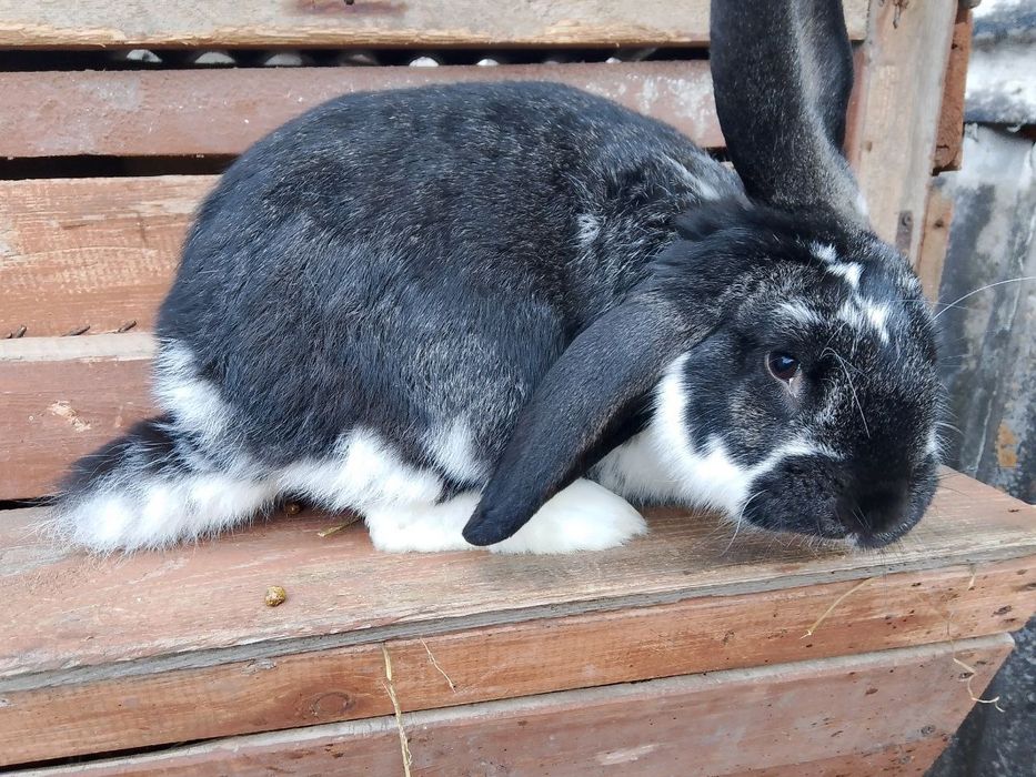 Кролі безкоштовно