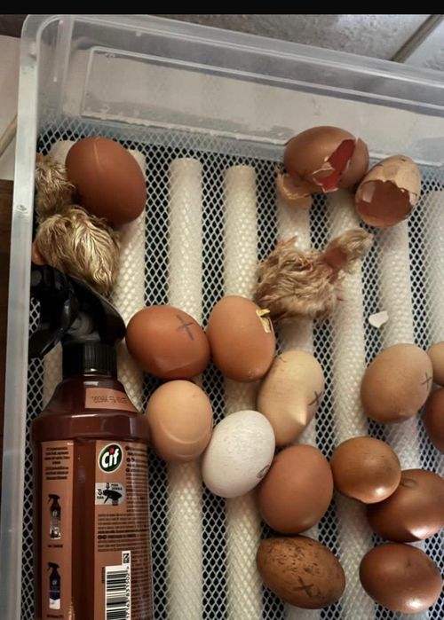 Chocadeira automatica ovos