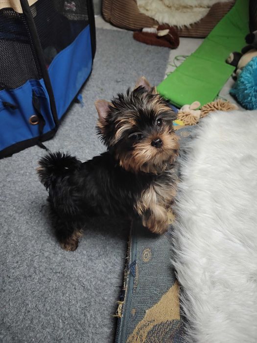 Yorkshire Terrier suczka po Championie FCI