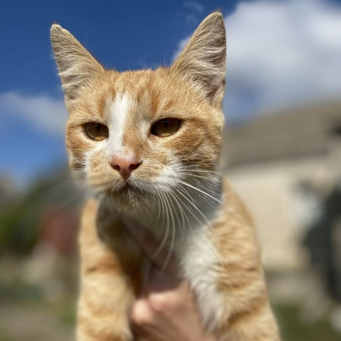 Рыжий кот подросток, кастрирован