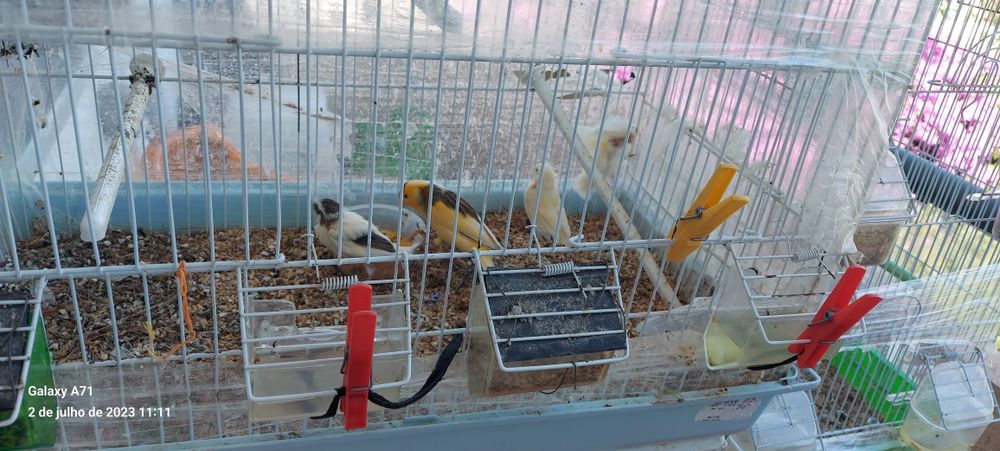 Vendo ultimos canarios 2025