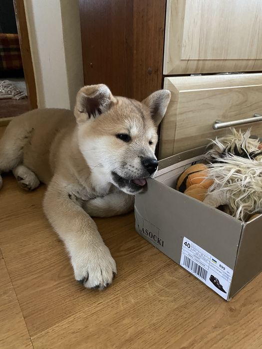 Продаються щенята Акіта-іну