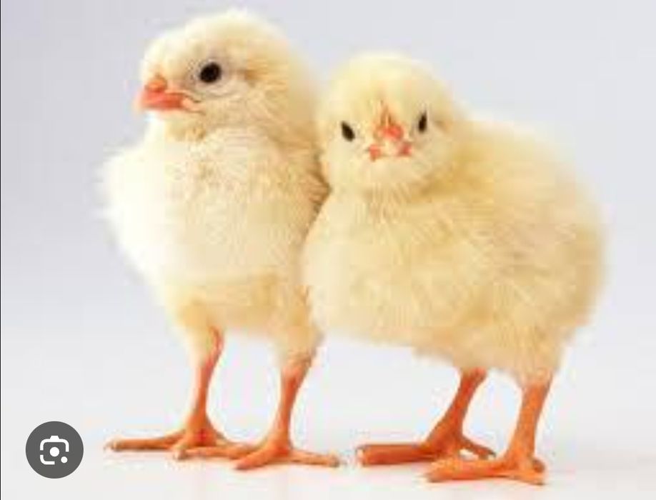 Інкубаційне Яйце