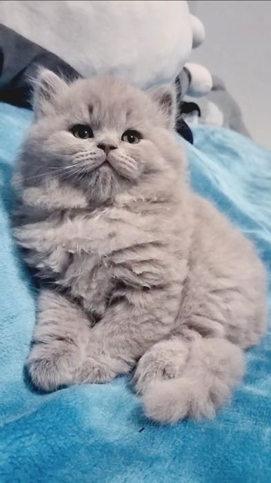 Fêmea British Longhair