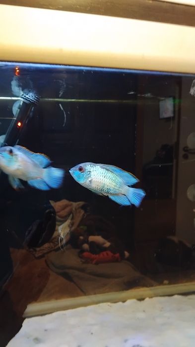 Vevendo casal de peixes andin cara puncher eletri o e