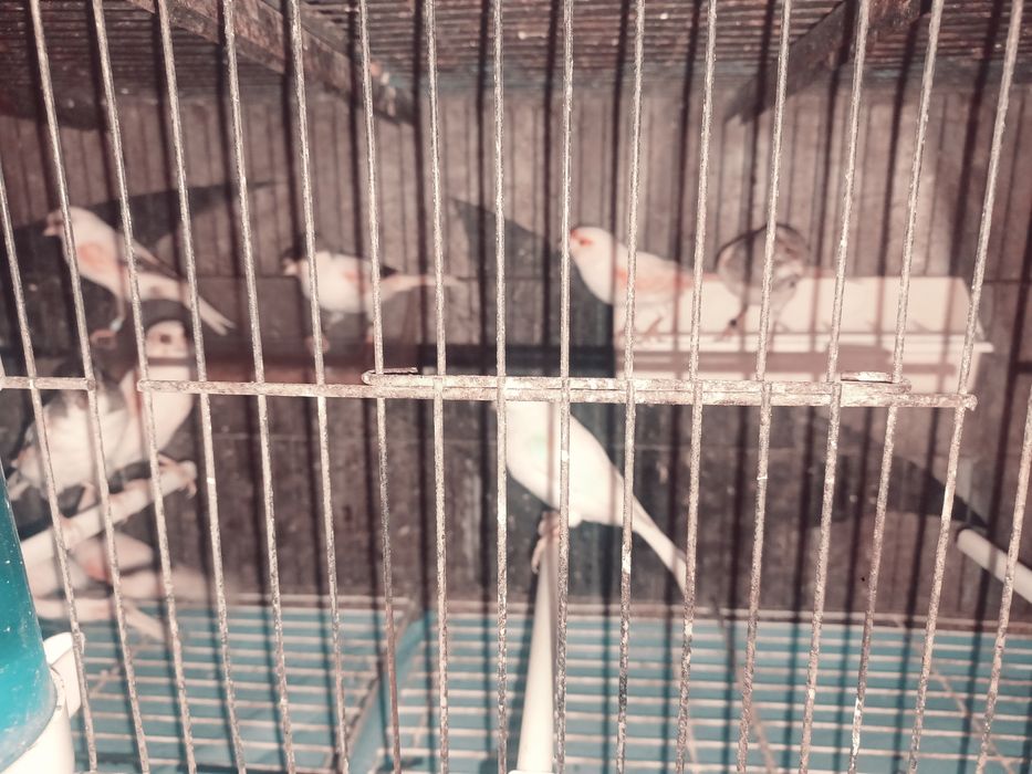 Vendo casais canarios