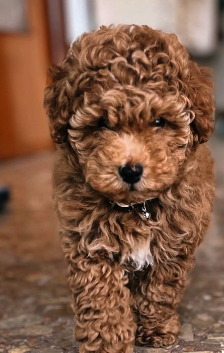 Вибір чудових хлопців той пудель