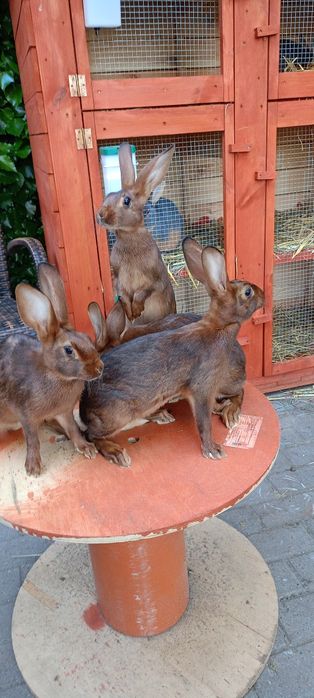 Króliki zajęczaki machoniowe