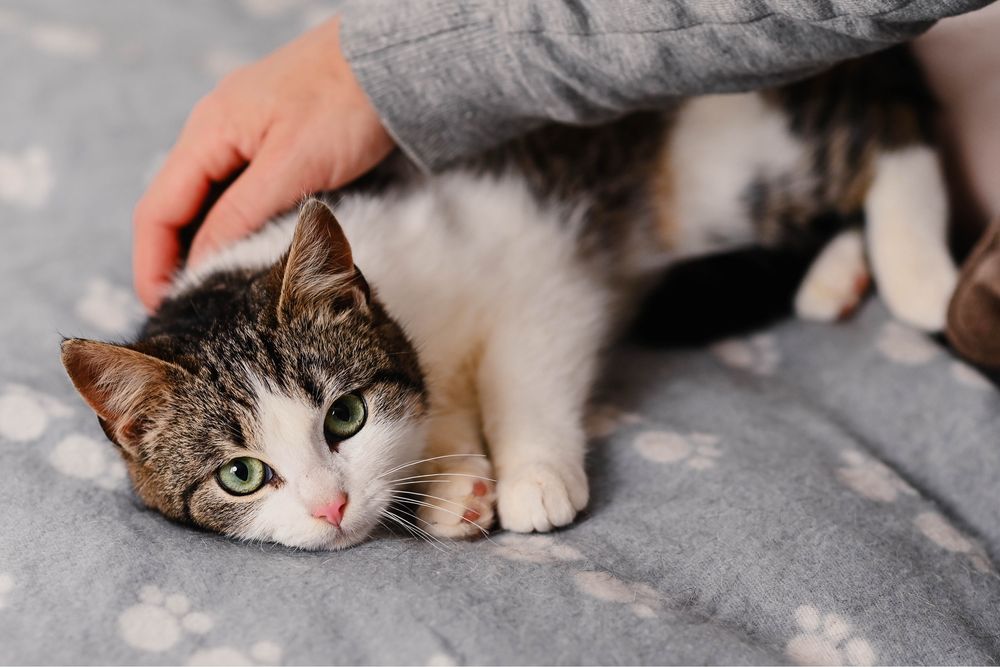 7 miesięczna Mimi szuka domu!