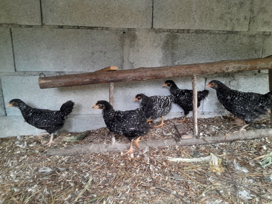 Pintos pedres disponível