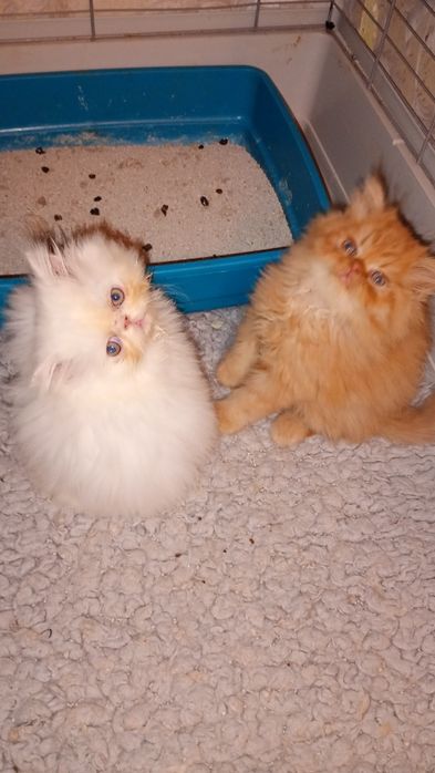 Mały  puszysty kłębuszek