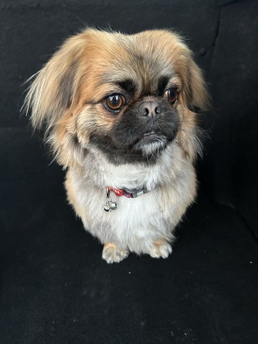 Пекінес для вязки