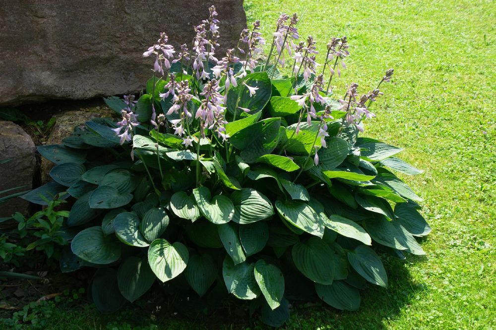 Funkia Hosta 'Bressingham Blue' Doniczka 2.0L Niebieskie liście