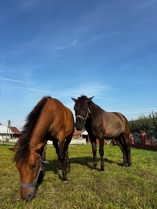 Sprzedam dwa konie rasy huculskiej