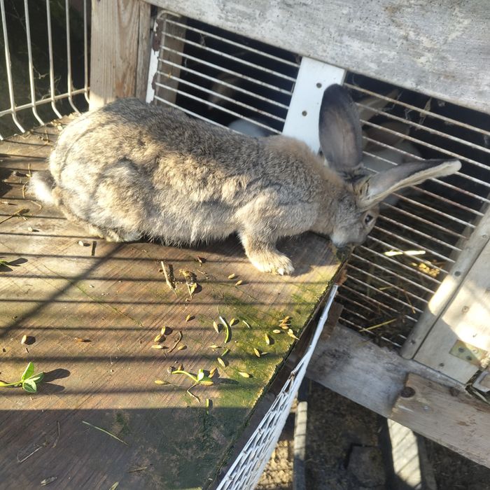 Sprzedam samce i samice Belg