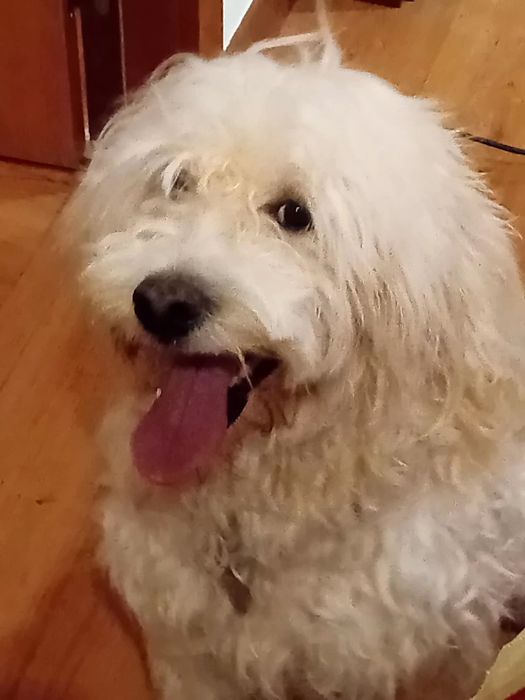 Cão de água PT branco para reproducao