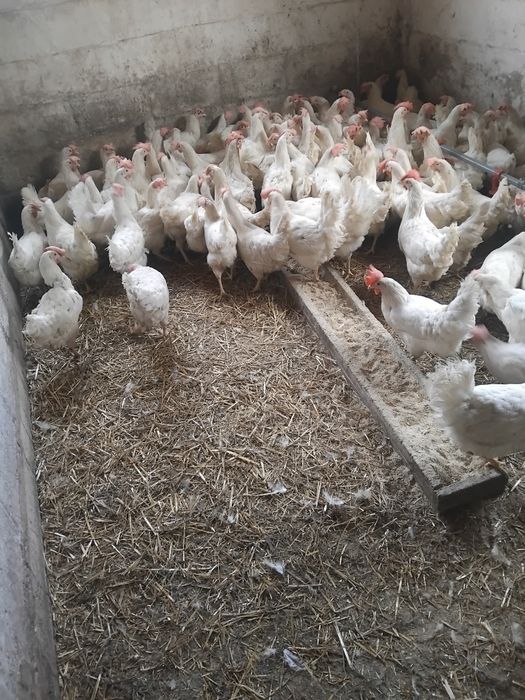 Продам кури несучки