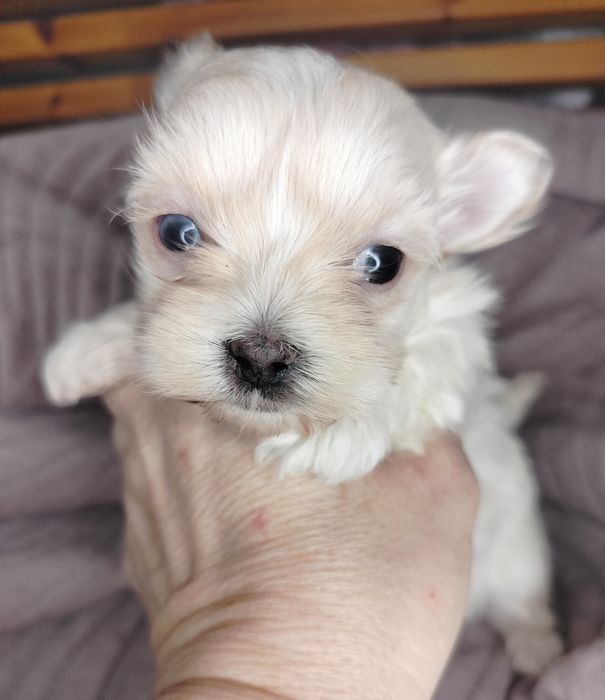 Yorkshire Terrier, xxs, Golddust, piesek