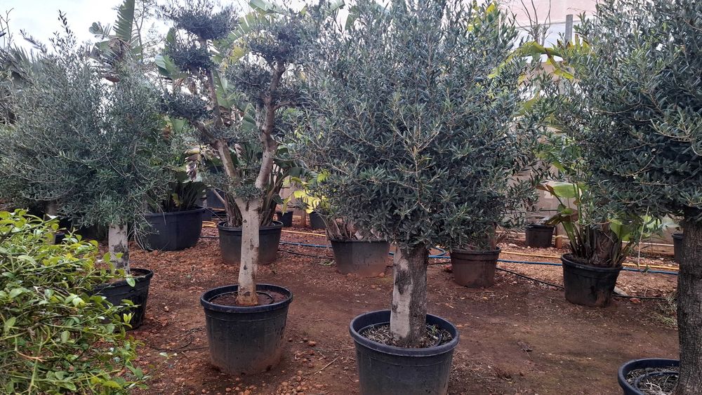 Jardim das Oliveiras