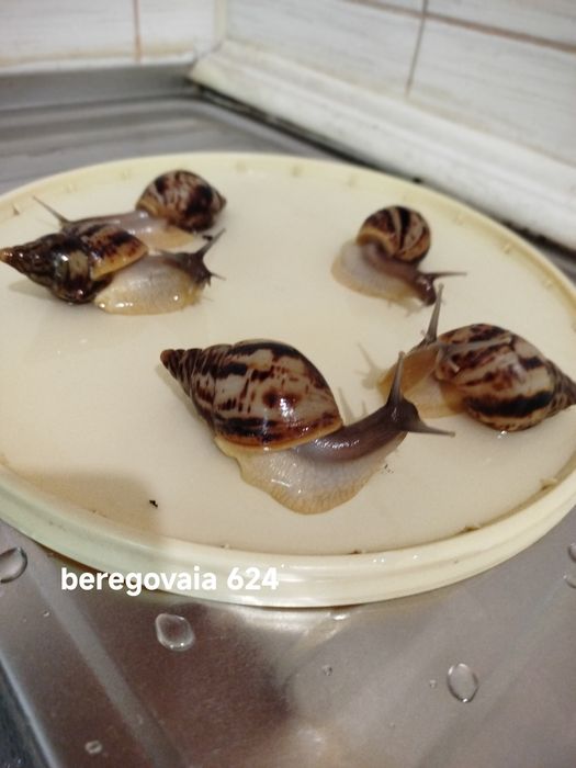 Продаются малыши Ахатины Ретикулята Стандарт.