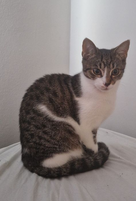 Oddam kotka w dobre ręce