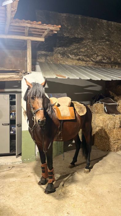 Vendo cavalo 6 anos