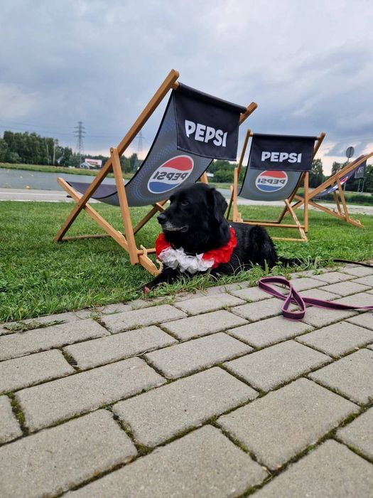 Uroczy czarnulek Hapsik czeka nom