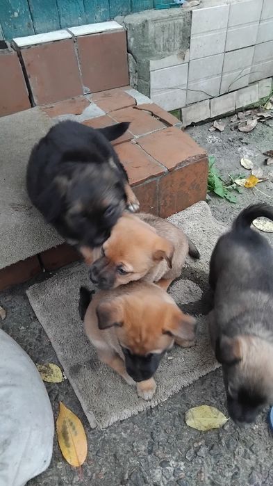 Цуценята в добрі руки