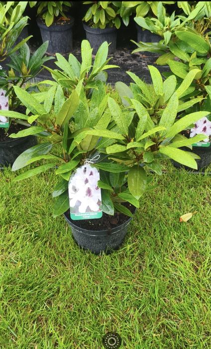 Rhododendron Różanecznik