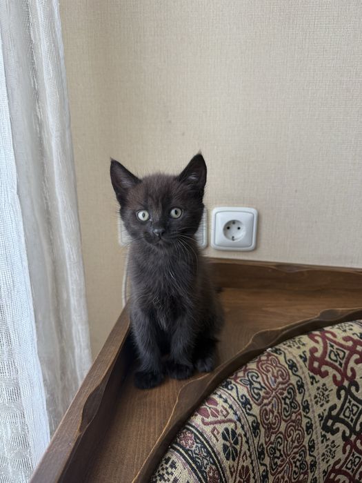 Кошенята шукають родину