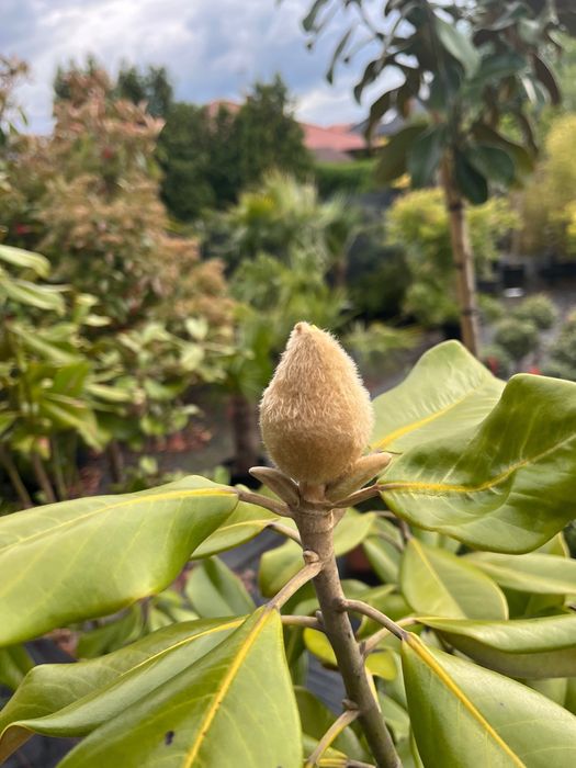 Magnolia GRANDIFLORA Little Gem Zimozielona