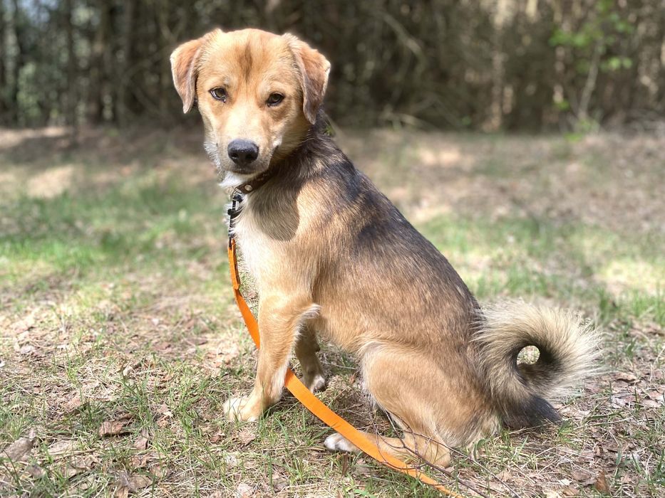 1, 5 roczny, 12kg Czips adopcja za darmo oddam