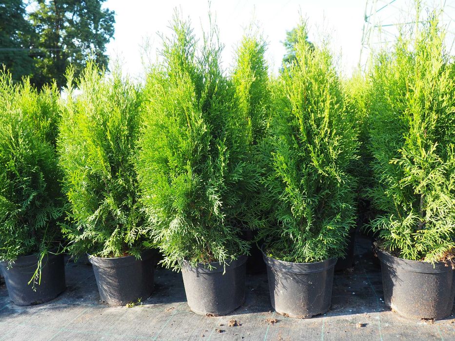 Tuja tuje żywopłotowe szmaragd  120-150 cm doniczka 5l.