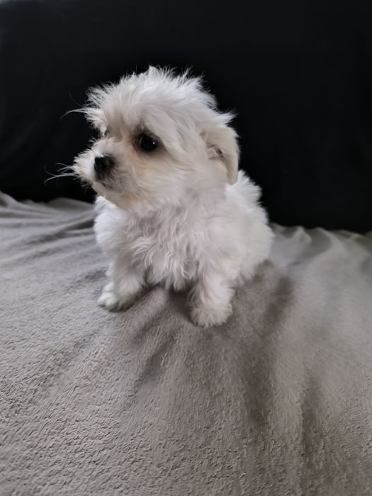 Maltańczyk suczka szczeniak