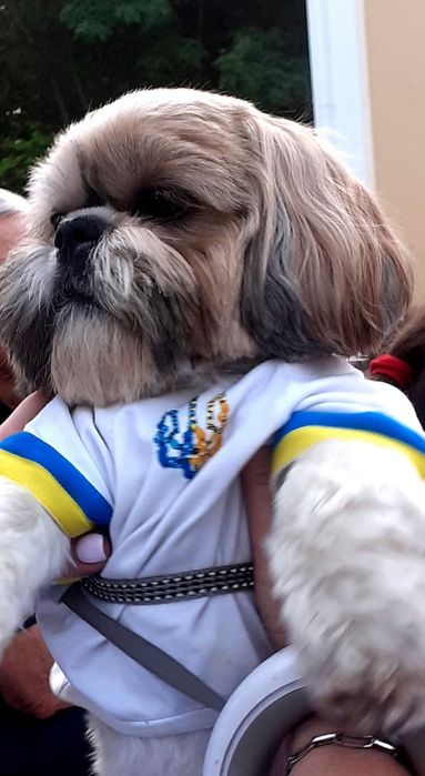 Хлопчик ши-тцу бажає познайомитися з дівчинкою для вязки