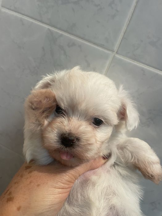 Bichon maltes super top