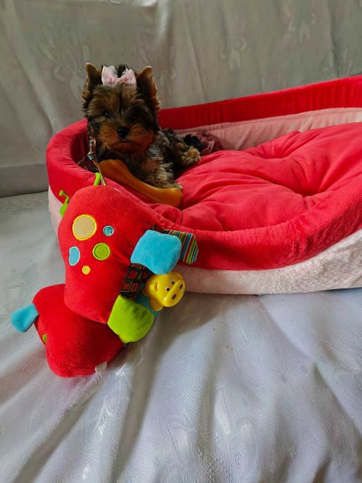 Urocza suczka york yorkshire terrier