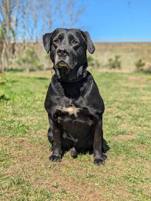 Syriusz - czarny Labrador do adopcji!