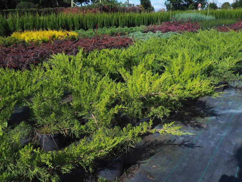 Tuje,tuja szmaragd PREMIUM  150-180cm