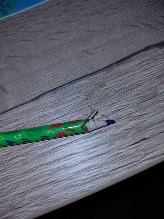 Sprzedam patyczaki rogate z dowozem osobistym