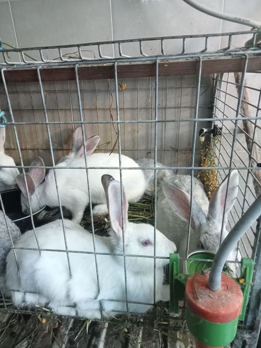 Coelhos raça Gigante de Flandres