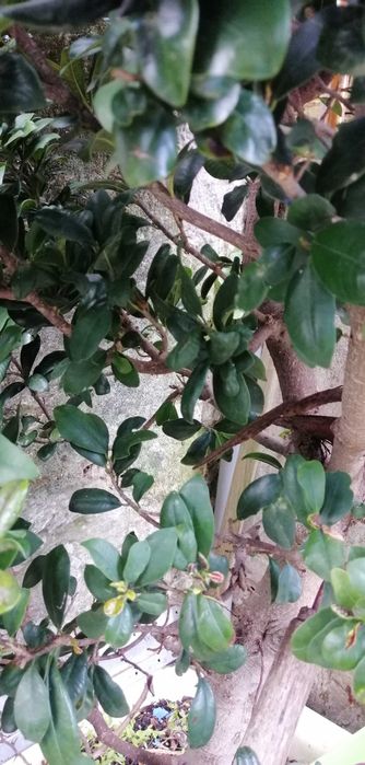 Bonsai fícus Ginceng